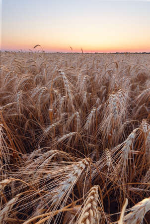 colorful sunset fields Ukraine / wheat field ripening periodの写真素材