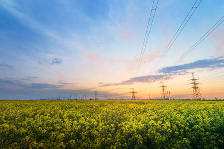 bright colorful sunset canola field power lines on sunset backgroundの写真素材