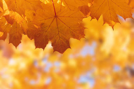 autumn maple leaf on earth / bright autumn background photo in full swingの写真素材