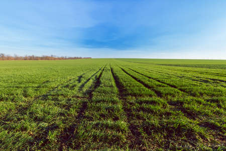 sunset on the field, agriculture rural landscape fields of ukraineの写真素材