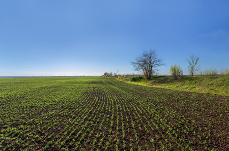 wheat field and bright cloudy sky / rural landscapesの写真素材