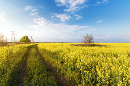 canola on the background of blue ned / bright spring landscape of the field of Ukraineの写真素材