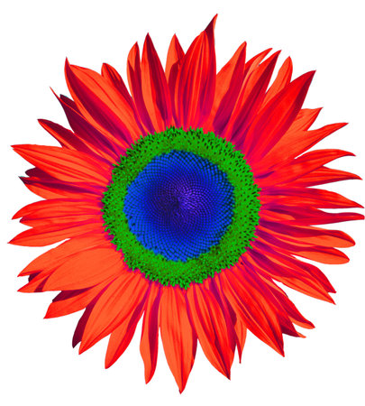 Sunflower Dyes impossibleの写真素材