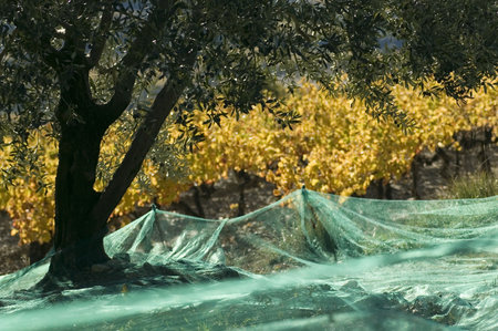 olive trees and grapevines of colorの写真素材