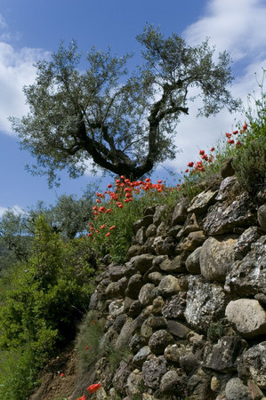 Field of olive trees with poppies - close to the village of ERINYA - Spainの写真素材