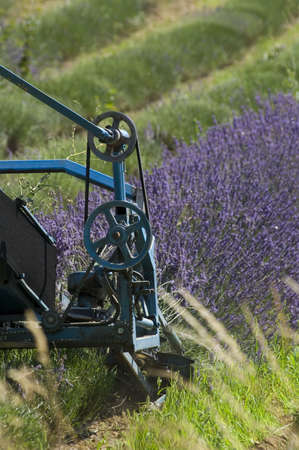 harvest of plans in rows of lavanders with the tractor - Provenceの写真素材