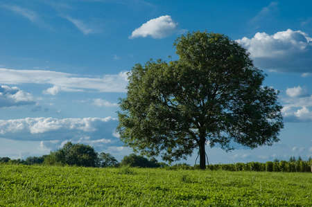 lone tree in a fieldの写真素材