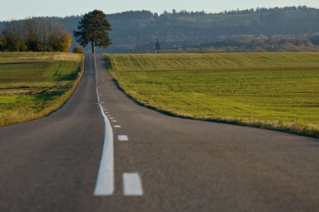tree at the end of the white lineの写真素材