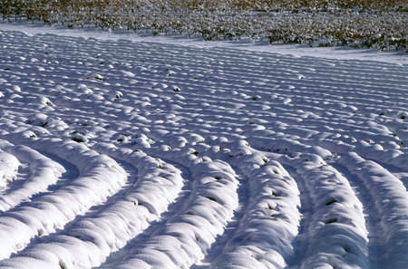snow-covered morning on fields of lavenderの写真素材