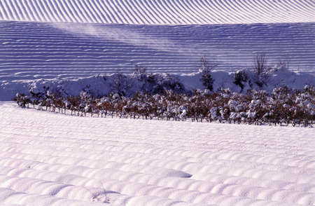snow-covered morning on fields of lavenderの写真素材