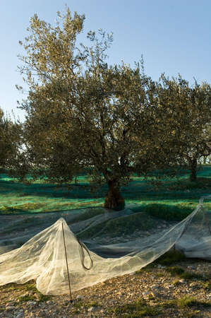 Nets of harvest of olives of Nyonsの写真素材