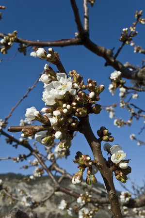 Flowers of cherry-tree