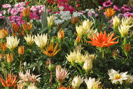 fair to flowers of Richerenches - May 2008の写真素材