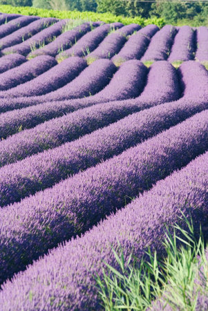 field of lavenders in bloom - France - Provencal Drome