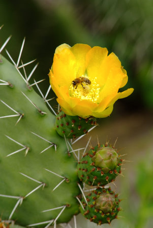 Cactusの写真素材