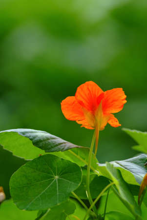 public garden - Bornosの写真素材