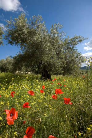 cultivated countryside - culture of olive tree - Andalusiaの写真素材
