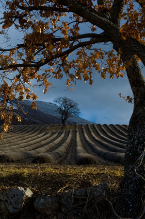 tree lone field of lavenders in winters