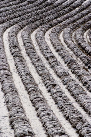 Field of lavenders under snowの写真素材