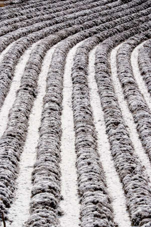 Field of lavenders under snowの写真素材