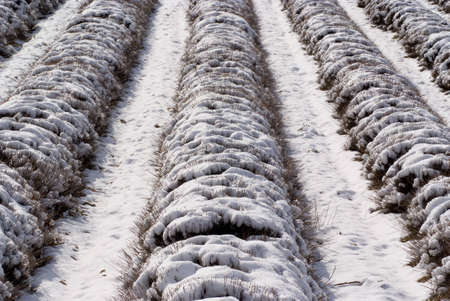 Field of lavenders under snowの写真素材