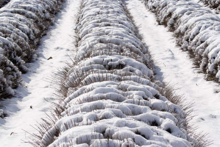 Field of lavenders under snowの写真素材