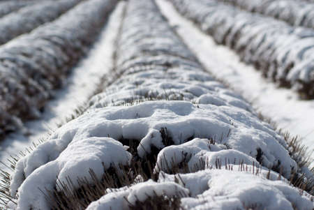 Field of lavenders under snowの写真素材
