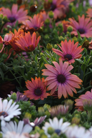 display of flowers