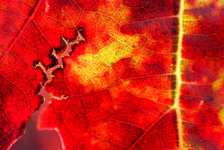 nervures feuille de vigneの写真素材