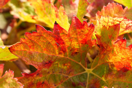 leaf of grapevine color fall