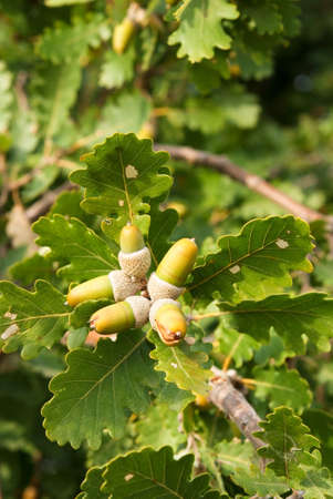 acorn fruit of the oakの写真素材
