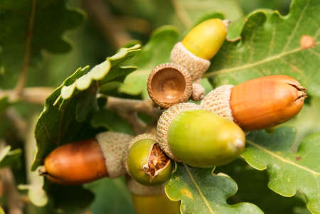 acorn fruit of the oakの写真素材
