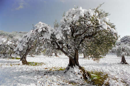 country field olive tree under snowの写真素材