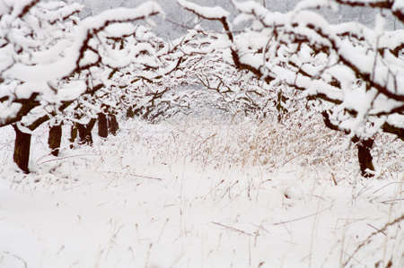 fruit tree field under snowの写真素材