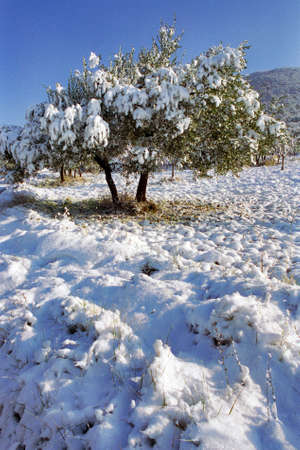 country under snowの写真素材