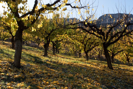 field of apricot-tree - landscape of fall