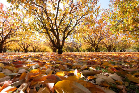 field cherry tree - leaf to soil - landscape of fallの写真素材