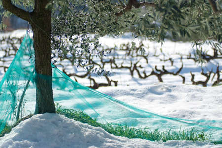 olive tree under snowの写真素材