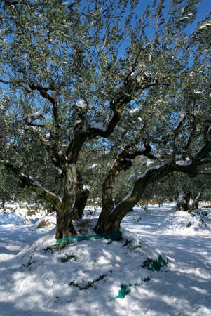 olive tree under snowの写真素材
