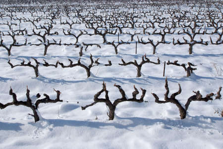 foot of grapevine under snowの写真素材