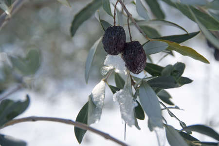olive tree under snowの写真素材