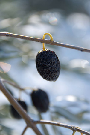 olive tree under snow