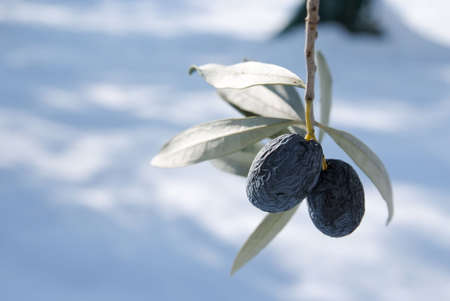 olive tree under snowの写真素材