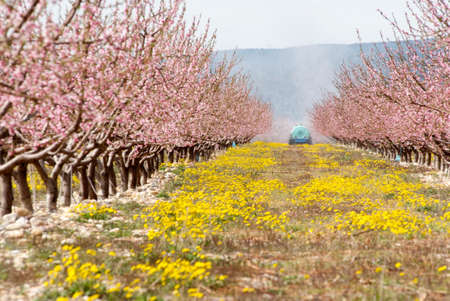 vernal flowers of peachtreesの写真素材