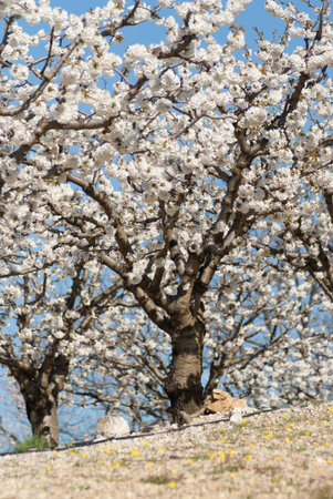 orderly of cherry tree in bloom