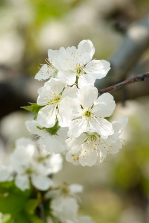 flowering in the spring of the cherry tree flowers