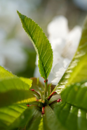 flowering in the spring of the cherry tree flowers