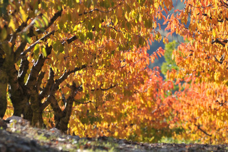 field of cherry tree in fall
