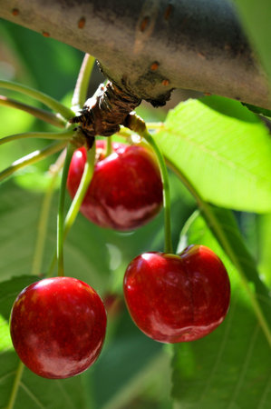 cherry on the branch