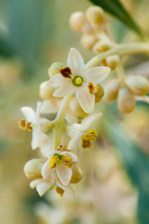 flower of olive treeの写真素材